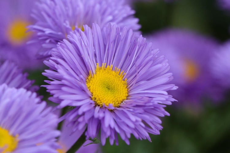Asters